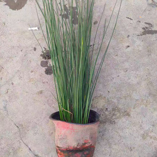 For Sale Aquatic Plants Rush Windmill Grass Mosaic Reed Bamboo Water Body Greening Origin Wholesale