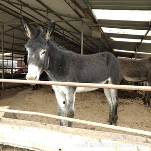 �H�� �Bֳ�����H���^�H  �����HС�H�� ���l���H���H�Bֳ