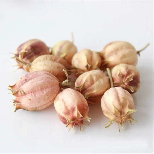 Off-white nigella 5 pieces - dried flower bag