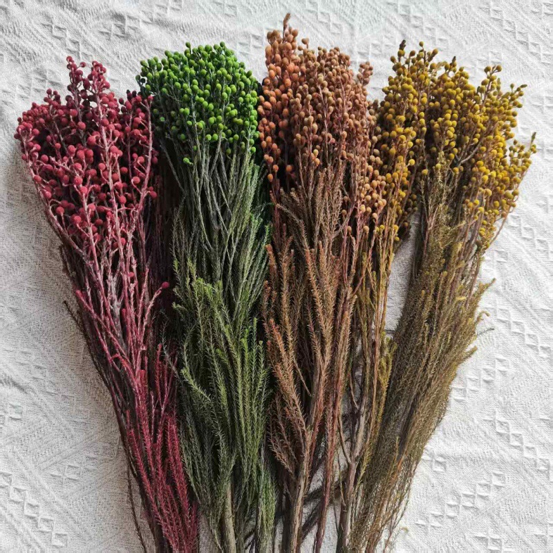 【永生珊瑚果】小银果足球果烟雾枝天然植物干花云南批发|undefined
