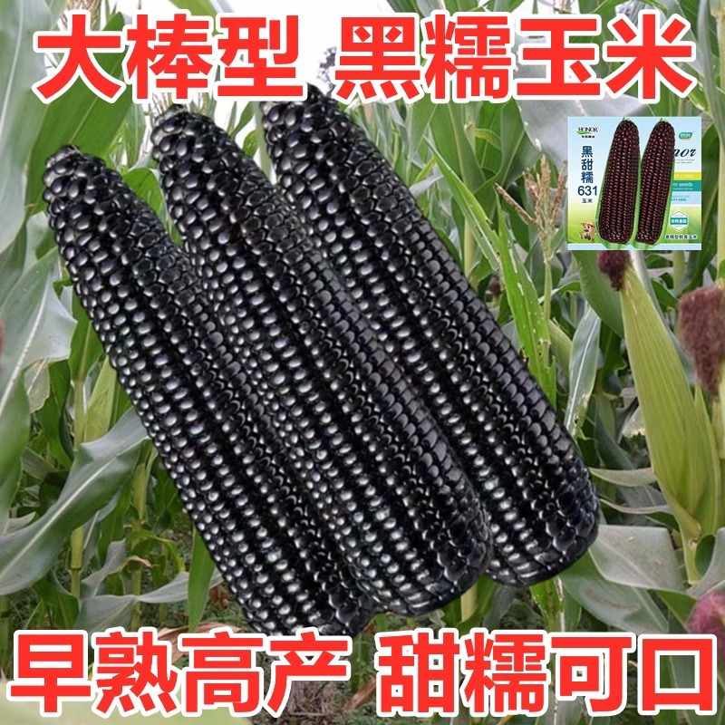 黑甜糯玉米种子超甜水果玉米种籽孑大全四季高产特大耐旱