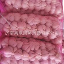 ������ֱ���� �������garlic ������֤���