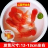 Fine red national lion 12-13cm2 + fish food