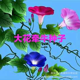 大牵牛花种子爬藤喇叭花种子四季开花易种阳台盆栽庭院花种子大全