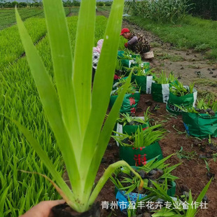 Iris Flower Base Supply Purple Flower Iris Blue Butterfly Iris Northeast Cold-Resistant Multi-Color Herbaceous Plant Large Quantity and Favorable Price