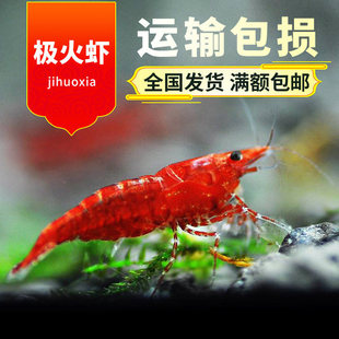 �O���r �����r�^�p�r�����r�����r������w�~�י����r�M58���]