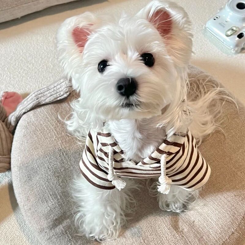 Spring and Autumn Pet Puppy Clothes Hooded Sweatshirt Striped Color Maltese Bichon Teddy Cat Cute Style Spring and Autumn Pet Puppy Clothes Hooded Sweatshirt Striped Color Maltese Bichon Teddy Cat Cute Style