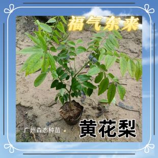 �S�������������l��ľ�����S̴�@�־G���L����С��