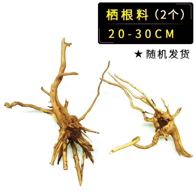 20-30cm 높이의 루트 2개