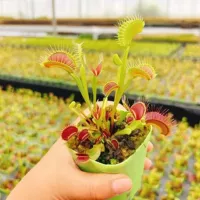 Титан Гигантская Ловушка для Венеры Суккулент Зеленое Растение в Горшке Теплица Оптом Агава Кактус Двенадцать Рулонов Карнивородное Растение