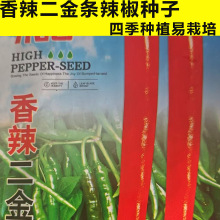 香辣二金条辣椒种子早中熟杂交长香辣线椒薄皮细长春秋
