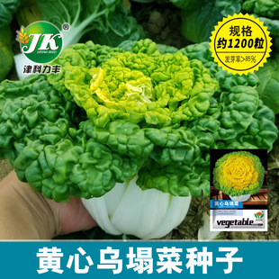 �S�����l�S�Ğ����˷N���ͺ��S�Ĳ˾ջ���ѩ����ļ����Բ˷N��