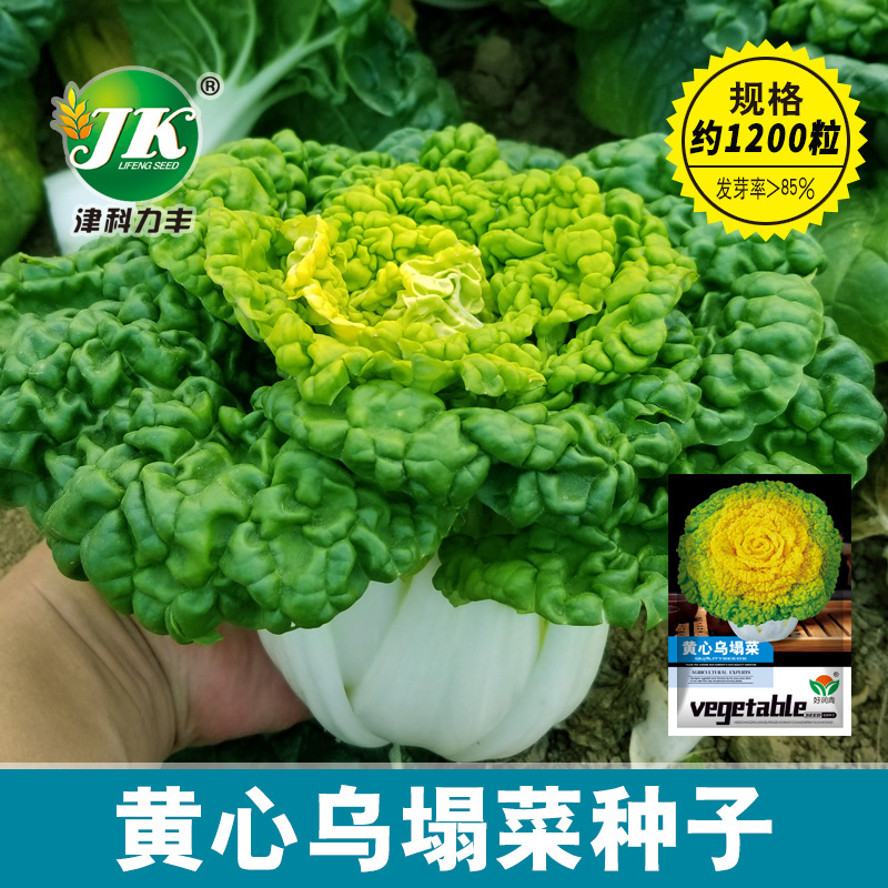 厂家批发黄心乌塌菜种子耐寒黄心菜菊花菜雪里金花四季盆栽菜种籽