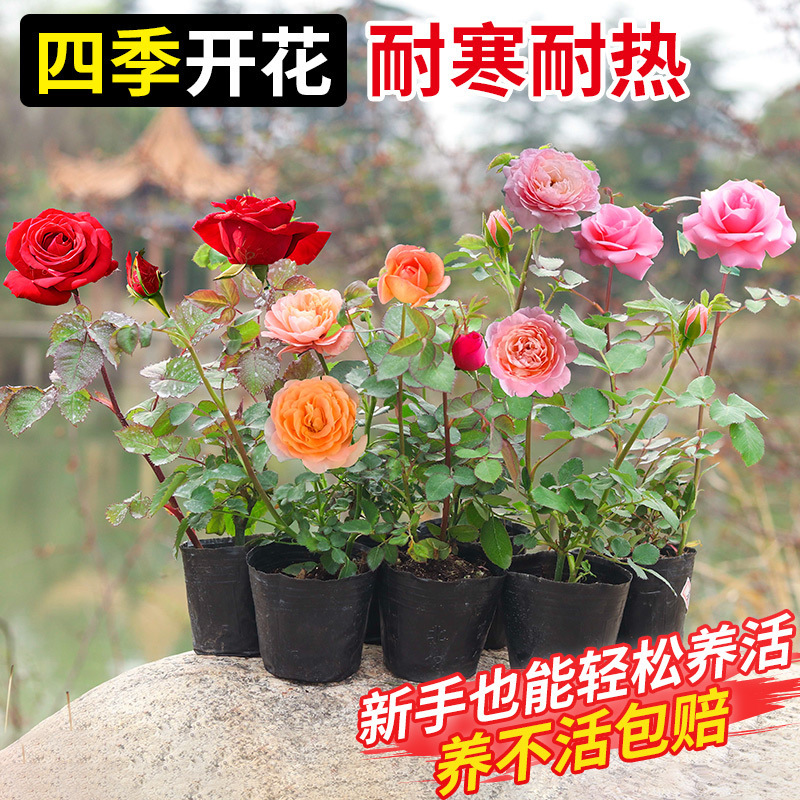 四季咲きのバラの花苗、特大の花つる苗、屋内外のバルコニー鉢植えバラ|undefined