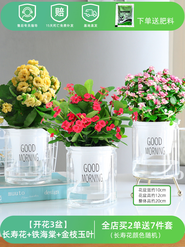 [화분 3개] 칼라 루나리아 + 철베고니아 + 황금가지 (무료비료)