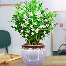 �����������辰�칫���ڿ����ļ����ͻ�����ֲˮ������������ֲ
