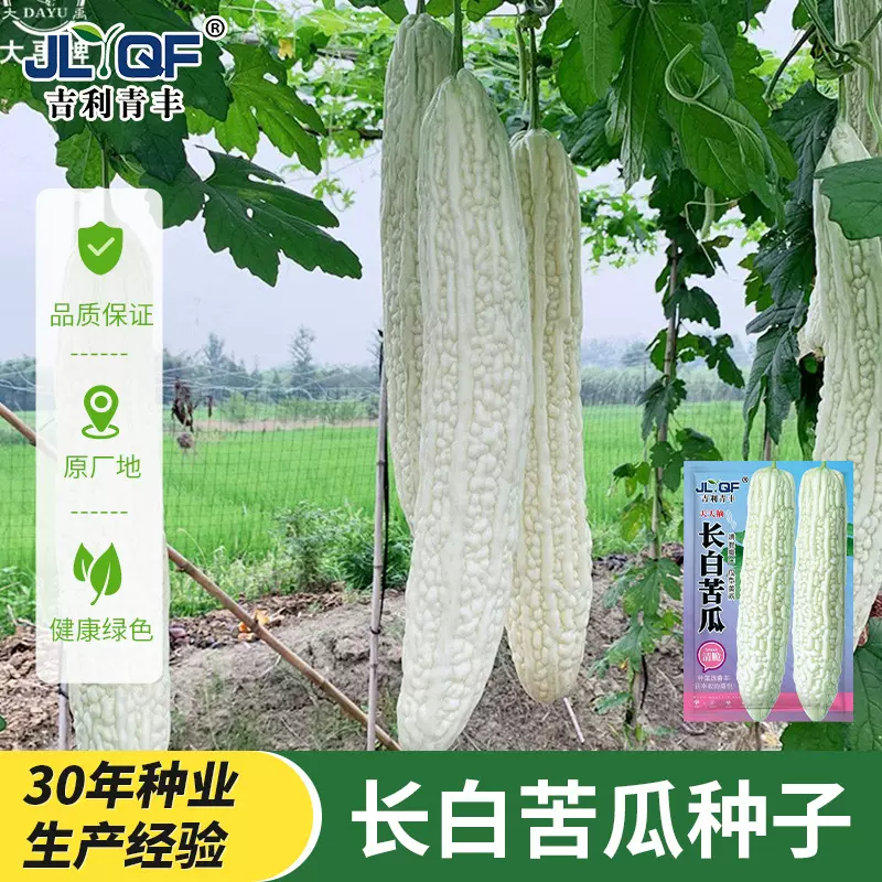 长白苦瓜种子早熟白色苦瓜种籽春秋农家田园菜园庭院爬藤蔬菜种孑