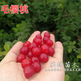 ��Ʒ�Në���Ҙ��mҰ��ɽ���Ҙ������԰����|��С�������ϱ����Nֲ