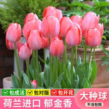 郁金香种球水培花卉植物耐寒四季开花室内外盆栽土培易活花种籽子