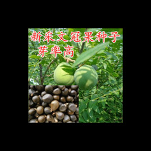 �²����Ĺڹ��N�� �Ĺڹ���N�� �Ĺڹ�����N�ӾG������N��