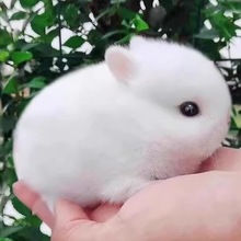 宠物兔活物茶杯长不大不咬人迷你侏儒儿童养猫猫兔荷兰垂耳兔活体