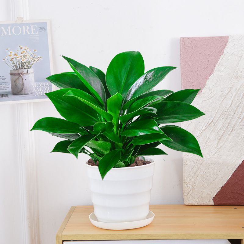 골든다이아몬드 25cm 3그루(나사화분) + 영양액