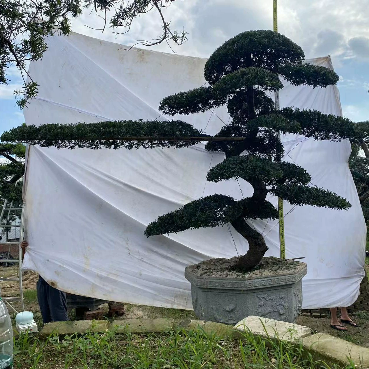 2302 Base Оптовая поставка Форма Luo Han Song 2-3 метра бонсай S изогнутые ветки приветствия сосны