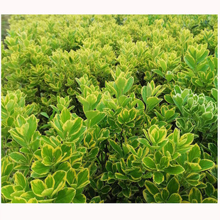 ���� ��߅�S���� �G���ر��� �G������ ���� ��ľ �S����� �S��