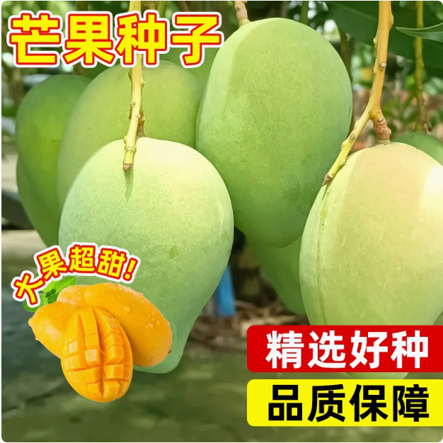 芒果种子四季种植易活种籽金煌芒红贵妃庭院阳台盆栽蔬菜水果种苗