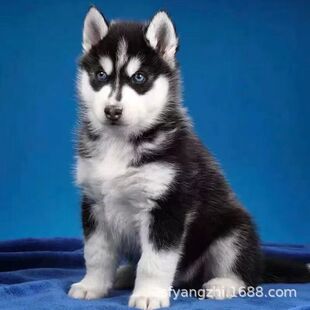 ���w��ʿ����Ȯ�pѪ�y��ʿ��ѩ��Ȯ����Ȯ��ʿ�����̹������＃�N