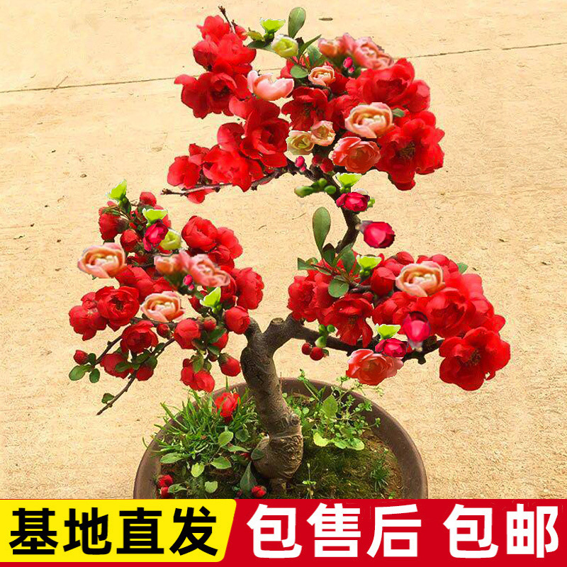 花盆栽树苗盆景重瓣大老桩庭院绿植物室内四季花卉开花好养活