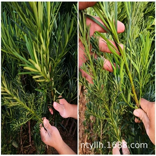 罗汉松树苗/罗汉松苗/米叶/红芽/贵妃/珍珠罗汉松小苗罗汉松盆景