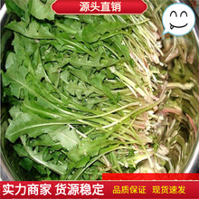 ɢ�b���~�ѹ�Ӣ�N�� �ļ��ѹ���ʳ�� Ұ�˲�ș���Ŷ��N�����l