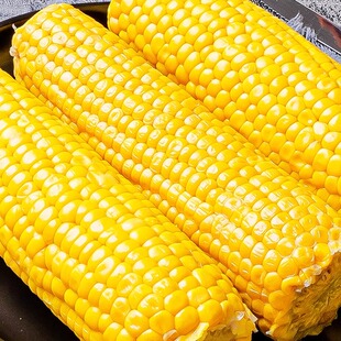 5�꼉Ŵ���ז|����Ŵ�S���׺������خa��S�l