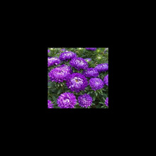 �N�� ���Դ�ջ� �{������շN�� ���ذ��� ������ݷN��50��