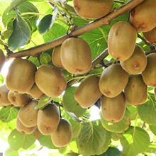 �J���Ҙ����t��ܛ���J����������޽��ϱ����NֲͥԺˮ�������