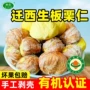 紫玉迁西新鲜有机栗子