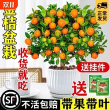 ��ۘ�����������ٿ�ʳ�Î�����Ƥ�ļ����ӿ͏d�҃��⻨�ܾGֲ��