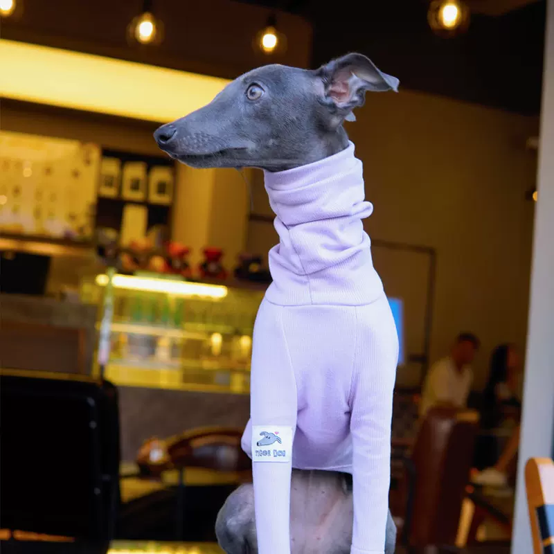 狗狗细狗小灵缇犬惠比特贝灵顿梗犬T恤打底保暖宠物衣服