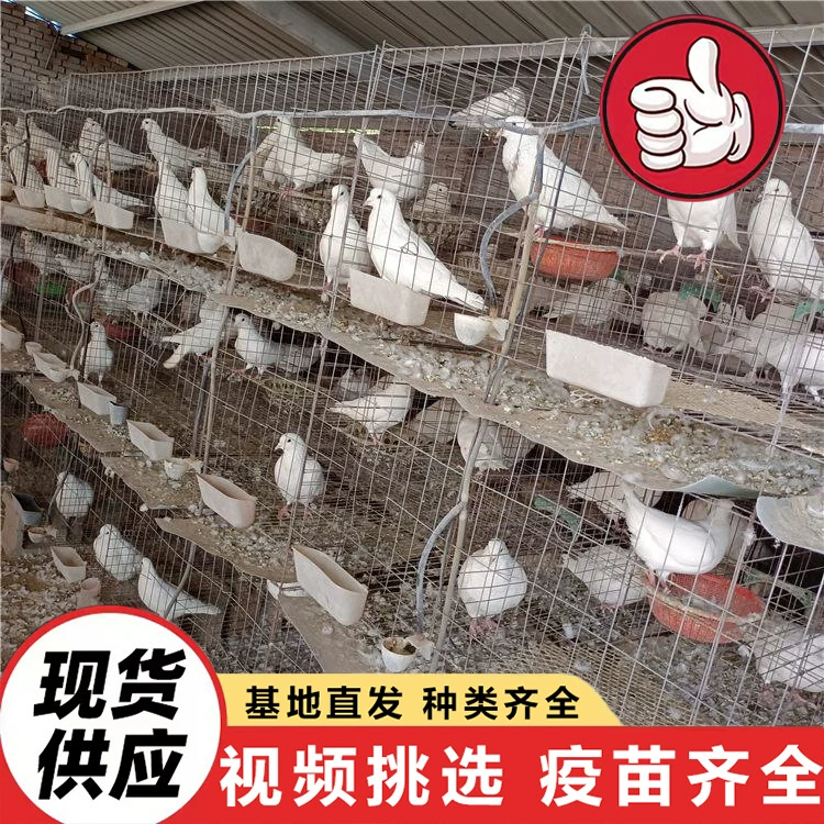 Размножающая база продаёт голубей мира в больших количествах. Квадратные голубиные проекты, посвященные живописным местам и культурному туризму. Домашние декоративные голуби.