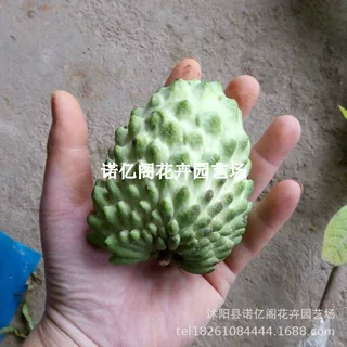 四季释迦果树苗台湾番荔枝苗嫁接当年结果南方地栽种植盆栽果树苗