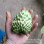 台湾南方四季地栽果树苗