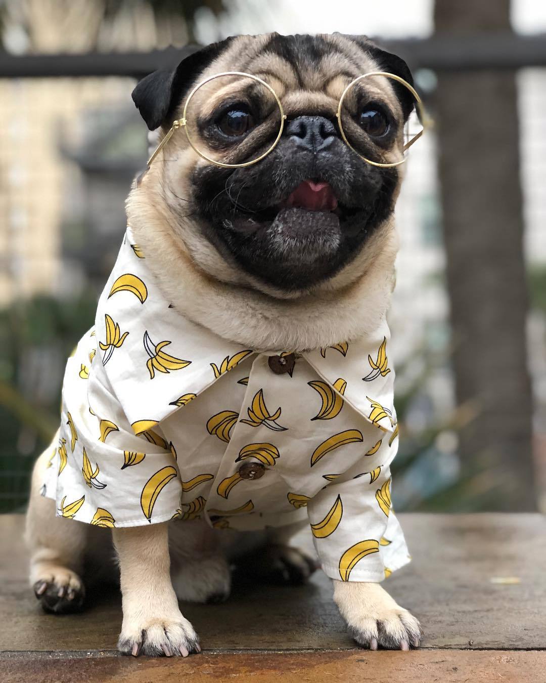 hawaiian shirt for dog
