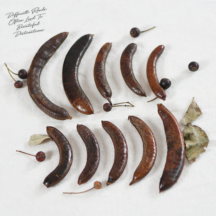 [Gleditsia sinensis fruit] Plant fruit shell pod natural hand-dried wreath photo frame glass cover making material