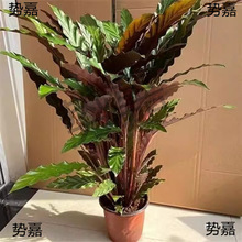 ���W�L�ϱ��� �w�� ����ϲ���ԾGֲ���܃����՚��k���ҿ͏d