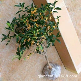 盆栽;种子;园林果树