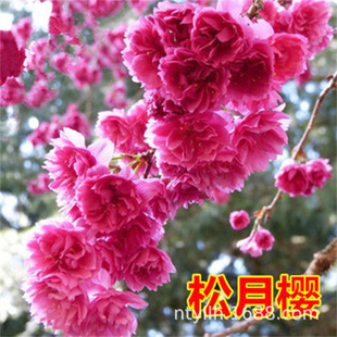 �ձ��ѻ� ���ؼt֦���� Ⱦ����Ұ�ѻ�ǧ�u�ѷۼt���� �ѻ�����