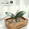 JH4367 Group Two Phalaenopsis leaves (excluding pots)