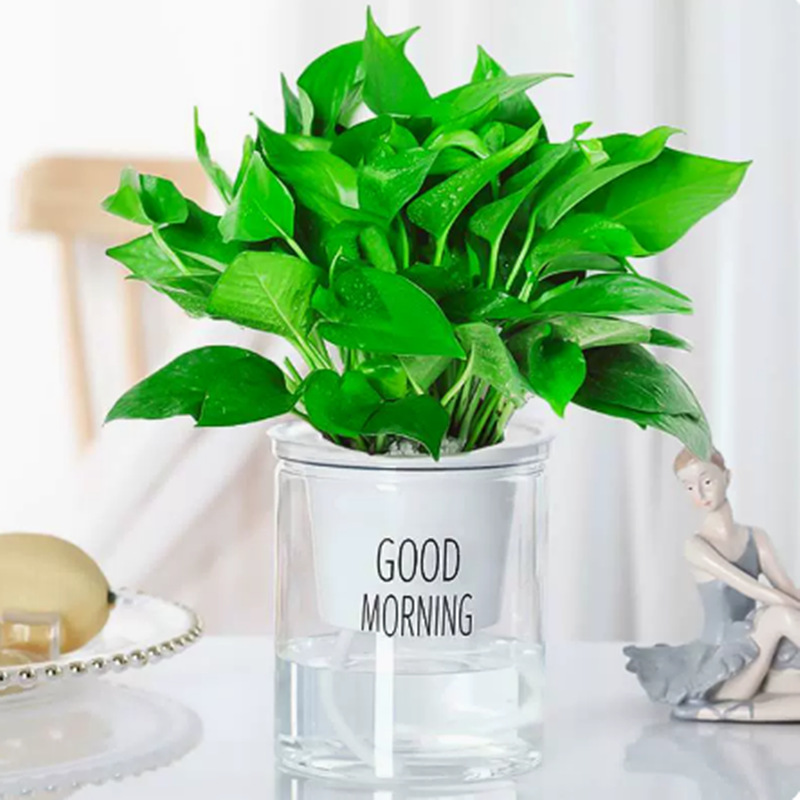 포토스 + 굿모닝 대야 + 영양액