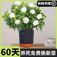 栀子花盆栽带花苞四季开花卉带香味大叶牡丹重瓣水驱蚊阳台茉莉花
